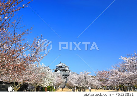 【愛媛縣櫻花盛開的松山城天守閣 76128851