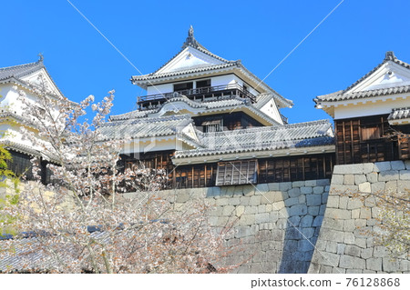 [Matsuyama Castle castle tower where cherry blossoms in Ehime prefecture are in full bloom [Matsuyama Castle castle tower where cherry blossoms in Ehime prefecture are in full bloom 76128868
