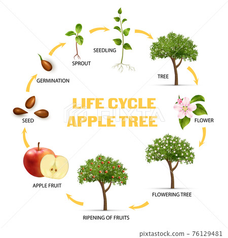 Apple Life Cycle Infographic Set 76129481
