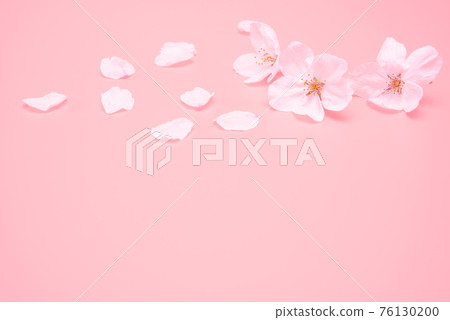 Cherry blossom isolated on pink background. sign of spring 76130200