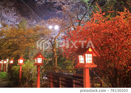 3月下旬稻荷神社的夜櫻（雨天點亮的夢幻景色）-共同主演春花 76130203