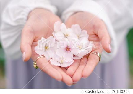 包裹櫻花的手 76130204