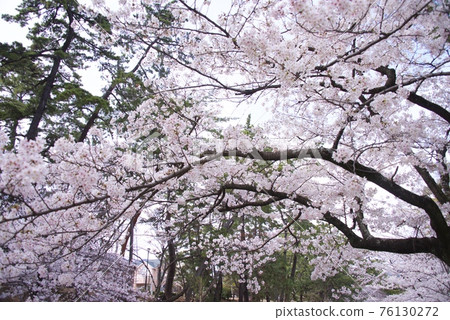 兵庫縣西宮市宿川公園的櫻花（2021年） 76130272