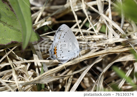 Swallowfish 76130374