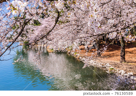 櫻花在池塘里 櫻花在池塘里 76130589