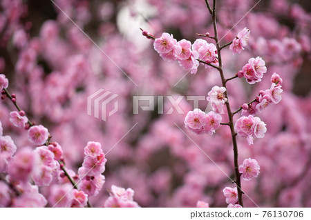梅花開滿屏 梅花開滿屏 76130706