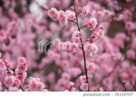 梅花開滿屏 梅花開滿屏 76130707