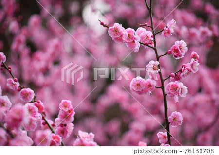 梅花開滿屏 梅花開滿屏 76130708
