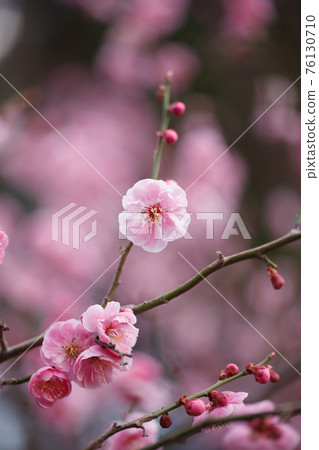 梅花開滿屏 梅花開滿屏 76130710