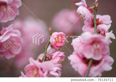 Plum blossoms bloom to fill the screen Plum blossoms bloom to fill the screen 76130711