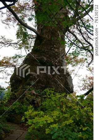 1748 Zelkova zelkova 1748 Zelkova zelkova 76130712