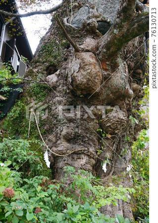 1749 Zelkova zelkova 76130713