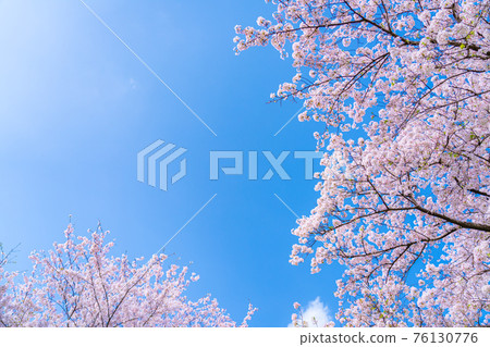 Spring in Japan Satte Satte Satte Gongendo Tsutsumi Cherry Blossom Trees Spring in Japan Satte Satte Satte Gongendo Tsutsumi Cherry Blossom Trees 76130776
