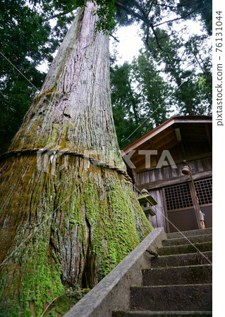 1756 Sugi at the Five Pillar Shrine 1756 Sugi at the Five Pillar Shrine 76131044
