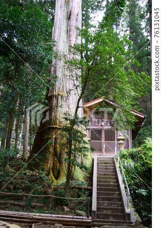 1755 杉在五柱神社 1755 杉在五柱神社 76131045