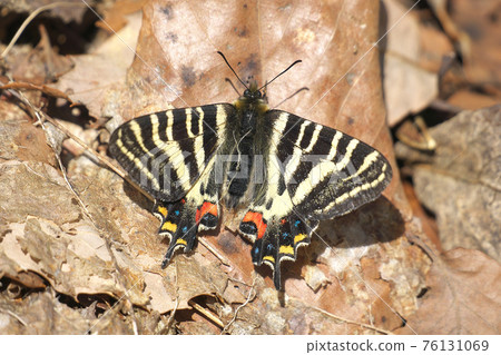 禮物蝴蝶 禮物蝴蝶 76131069