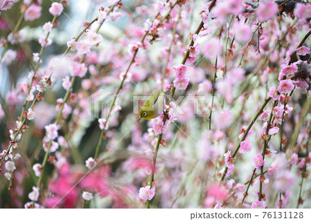Tsu City, Mie Prefecture Weeping plum blossoms and Japanese white-eye 76131128