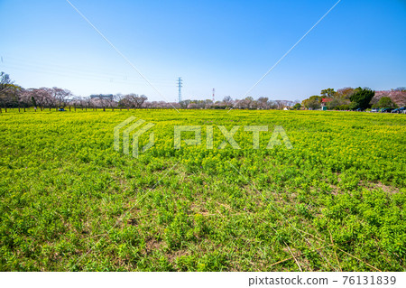 Sakuraso Park Primroses and Neuphorbia 76131839