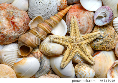 Seashells of various shapes and types. Background Seashells of various shapes and types. Background 76131956