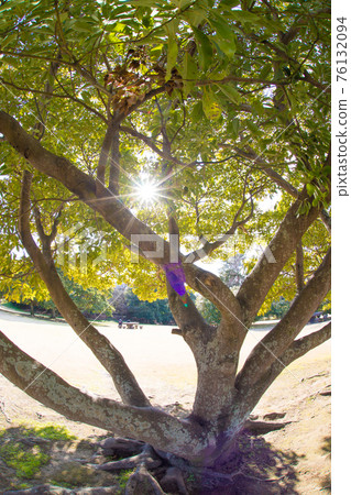 宇佐市 Fudoki 山上的巨樹和陽光 76132094