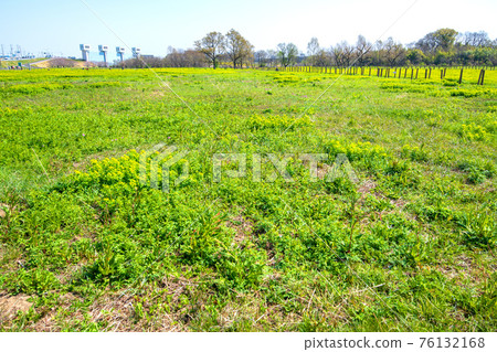 Sakuraso Park Primroses and Neuphorbia Sakuraso Park Primroses and Neuphorbia 76132168