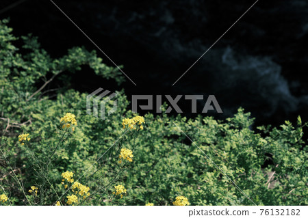 Rape flowering bloom stream 76132182