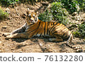 Tiger at Seoul Grand Park 76132280