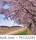 Cherry Blossom Road in Yangyang, Gangwon-do 76132283
