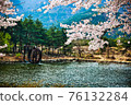 Cherry blossom tree in Sokcho, Gangwon-do 76132284