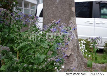Borage (Borisa) 76132727