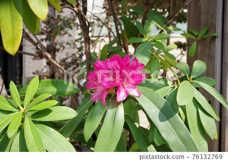 Rhododendron flower 76132769