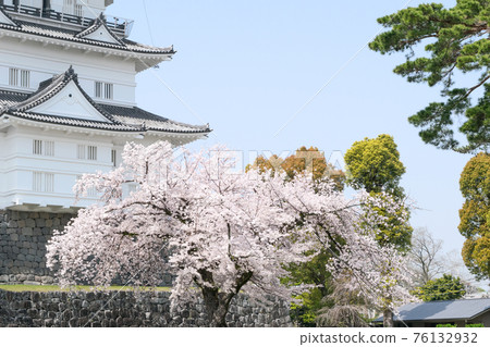 Kanagawa Prefecture Odawara Castle Honmaru Cherry Blossom Season 76132932