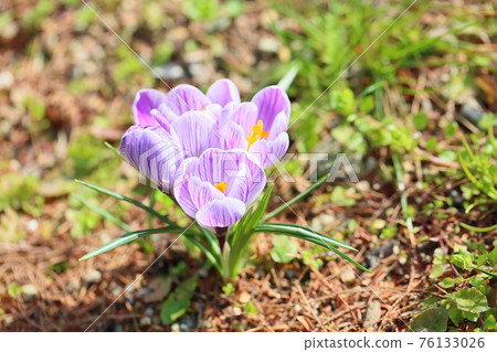 番紅花花 76133026