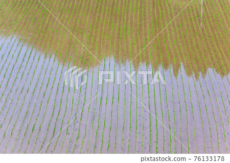 Rice fields that have been planted 76133178