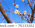 白花和藍天 76133262