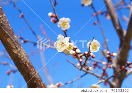 White flower and blue sky 76133262