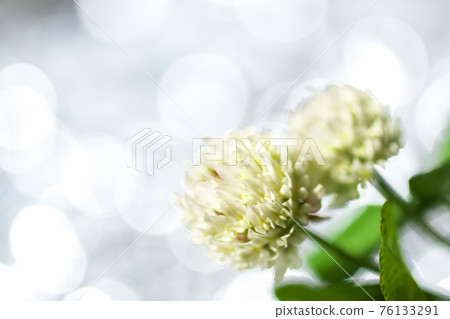 白三葉草在閃光中綻放 白三葉草在閃光中綻放 76133291