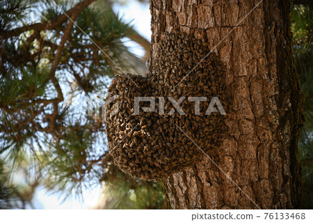 Horde bees 76133468