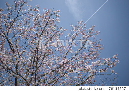 Sakura in full bloom at Yumeminato Park (Sakaiminato City, Tottori Prefecture) 76133537