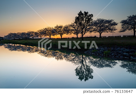 A landscape of the countryside cherry blossoms reflected on the river surface in the spring from fine weather to sunset A landscape of the countryside cherry blossoms reflected on the river surface in the spring from fine weather to sunset 76133647