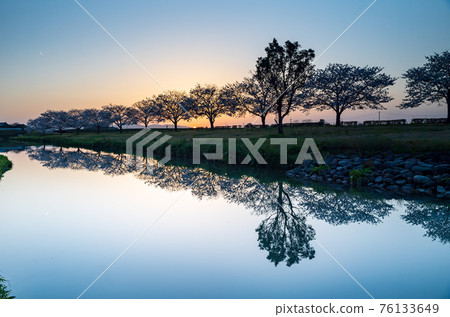 A landscape of the countryside cherry blossoms reflected on the river surface in the spring from fine weather to sunset A landscape of the countryside cherry blossoms reflected on the river surface in the spring from fine weather to sunset 76133649
