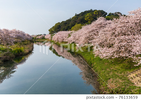 勝俁川河畔盛開的櫻花和油菜花 76133659