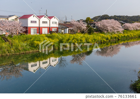 勝俁川沿岸的櫻花和油菜花和三座白色房屋 勝俁川沿岸的櫻花和油菜花和三座白色房屋 76133661