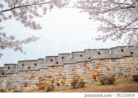 Hwaseong Fortress at spring in Suwon, korea 76133959