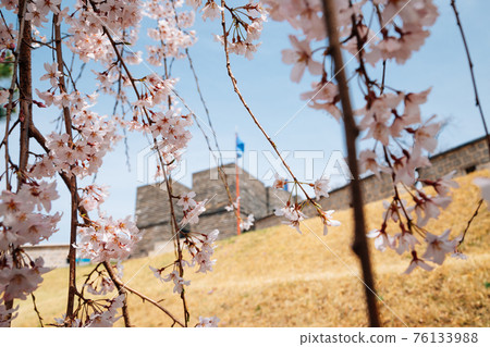 Hwaseong Fortress at spring in Suwon, korea 76133988