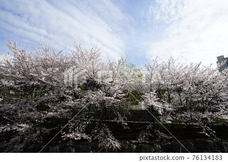 正陵谷，正陵川，櫻花，小巷，春天的花朵 76134183