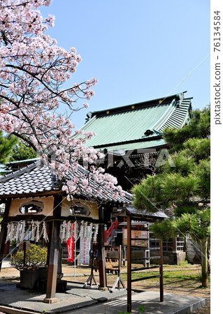 Tekona Reijindo 和 Sakura Tekona Reijindo 和 Sakura 76134584