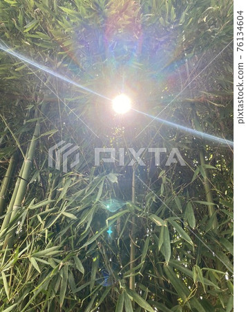 Light of bamboo shoots Light of bamboo shoots 76134604