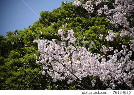 Sakura at Koboji Temple 76134630