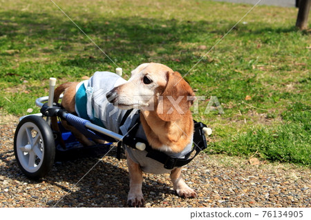 Pet miniature dachshund walker 76134905